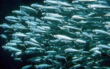 A school of fish under water